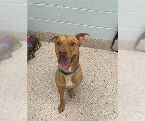 Vizsla Dogs for adoption in Brighton, CO, USA