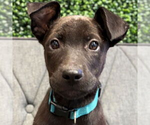 Mutt Dogs for adoption in Jefferson, WI, USA