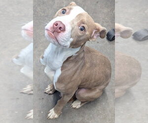 Medium Photo #2 Mutt Puppy For Sale in Evansville, IN, USA