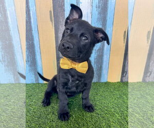 Mutt Dogs for adoption in Corona, CA, USA