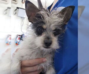 Toy Fox Terrier-Unknown Mix Dogs for adoption in San Bernardino, CA, USA