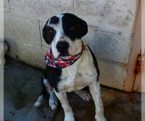 Boxador Dogs for adoption in Brownsville, TN, USA
