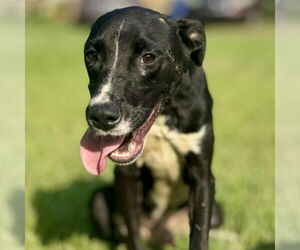 Labrador Retriever-Unknown Mix Dogs for adoption in Bristol, CT, USA