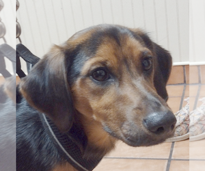Dachshund Dogs for adoption in Camden, SC, USA