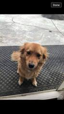 Pembroke Welsh Corgi-Unknown Mix Dogs for adoption in Custer, WA, USA