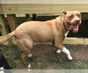 American Pit Bull Terrier Dogs for adoption in Beaumont, TX, USA