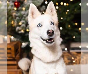 Siberian Husky-Unknown Mix Dogs for adoption in Camarillo, CA, USA