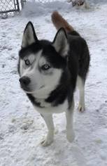 Alaskan Husky Dogs for adoption in Lewistown, PA, USA