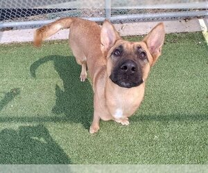 Mutt Dogs for adoption in Grand Prairie, TX, USA