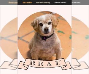 Beagle-Miniature Schnauzer Mix Dogs for adoption in Mount Juliet, TN, USA