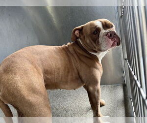 American Pit Bull Terrier Dogs for adoption in Downey, CA, USA