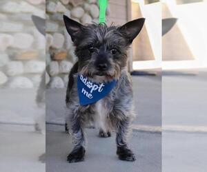 Miniature Schnauzer-Unknown Mix Dogs for adoption in Dana Point, CA, USA