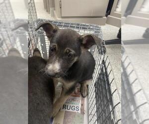 German Shepherd Dog-Unknown Mix Dogs for adoption in Pasadena, TX, USA