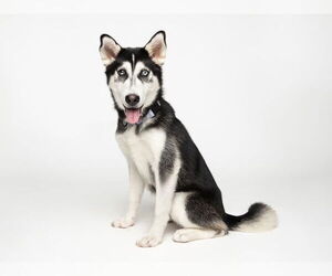 Siberian Husky-Unknown Mix Dogs for adoption in Santa Cruz, CA, USA