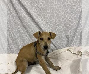 Unknown-Whippet Mix Dogs for adoption in Modesto, CA, USA