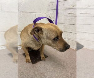 American Pit Bull Terrier-Chihuahua Mix Dogs for adoption in San Bernardino, CA, USA