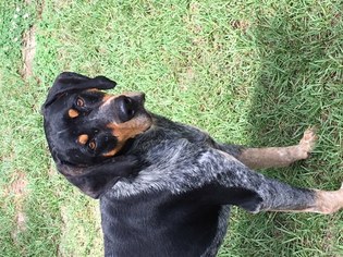 Bluetick Coonhound-Unknown Mix Dogs for adoption in Laurinburg, NC, USA