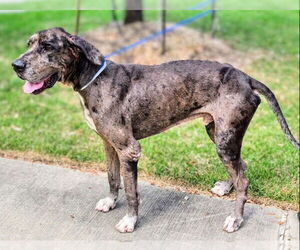 Great Dane Dogs for adoption in Bullard, TX, USA