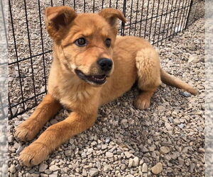 Mutt Dogs for adoption in Salt Lake City, UT, USA