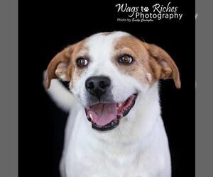Lab-Pointer Dogs for adoption in Anniston, AL, USA