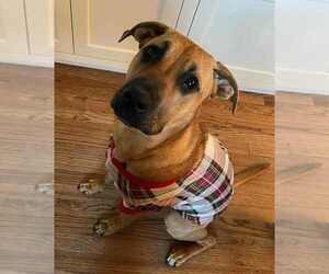 Boxer-Unknown Mix Dogs for adoption in Waterloo, IA, USA