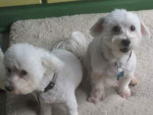 Maltichon Dogs for adoption in Suffolk, VA, USA