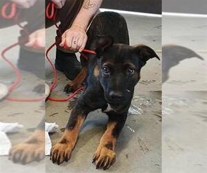 German Shepherd Dog-Unknown Mix Dogs for adoption in Camarillo, CA, USA