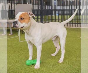 American Pit Bull Terrier-Unknown Mix Dogs for adoption in Waco, TX, USA