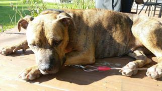 American Pit Bull Terrier-Unknown Mix Dogs for adoption in Laingsburg, MI, USA