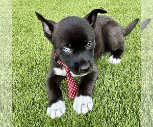 Labrador Retriever-Unknown Mix Dogs for adoption in Royal Palm Beach, FL, USA