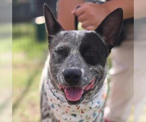 Mutt Dogs for adoption in San Antonio, TX, USA