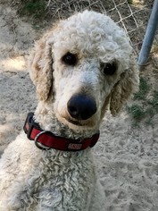 Poodle (Standard) Dogs for adoption in West Columbia, SC, USA