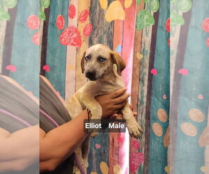 Medium Photo #1 American Pit Bull Terrier-Unknown Mix Puppy For Sale in Evansville, IN, USA