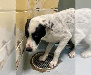 Labrador Retriever-Unknown Mix Dogs for adoption in Tulsa, OK, USA