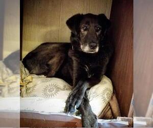German Shepherd Dog-Great Dane Mix Dogs for adoption in Mount Juliet, TN, USA