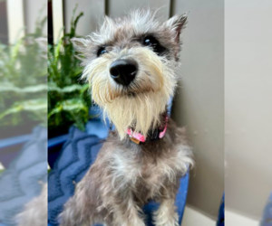 - Mix Dogs for adoption in Brooklyn Center, MN, USA