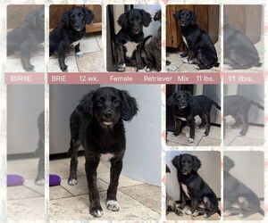 Retriever -Unknown Mix Dogs for adoption in Mesa, AZ, USA