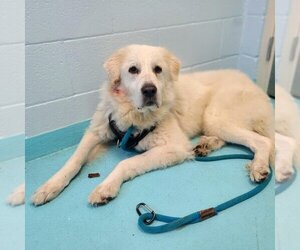 Great Pyrenees Dogs for adoption in Long Beach, CA, USA
