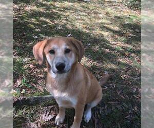Beago Dogs for adoption in byhalia, MS, USA