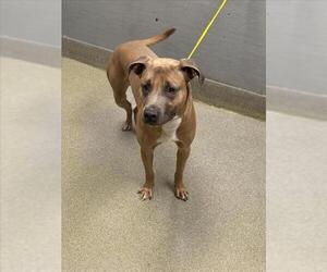 Mutt Dogs for adoption in Las Vegas, NV, USA