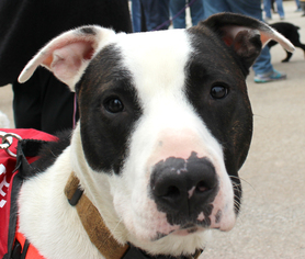 American Staffordshire Terrier-Unknown Mix Dogs for adoption in Evanston, IL, USA