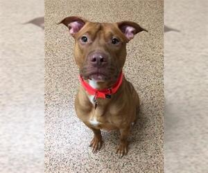 American Pit Bull Terrier-Unknown Mix Dogs for adoption in Springfield, MA, USA