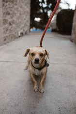 Medium Photo #1 Dorgi Puppy For Sale in See Website, CA, USA