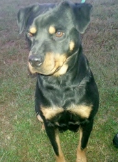 Rottweiler Dogs for adoption in Seaford, DE, USA
