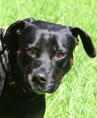 Rottweiler-American Pit Bull Terrier Dogs for adoption in Asheville, NC, USA