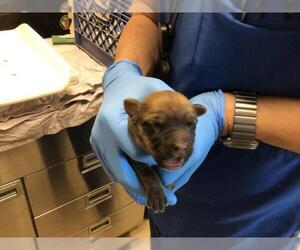 Mutt Dogs for adoption in Riverside, CA, USA