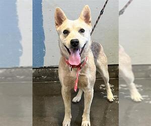 Mutt Dogs for adoption in Camarillo, CA, USA
