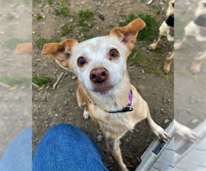 Chihuahua-Unknown Mix Dogs for adoption in Chico, CA, USA