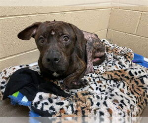 American Staffordshire Terrier-Unknown Mix Dogs for adoption in Waco, TX, USA