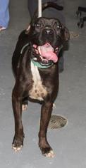 Bulloxer Dogs for adoption in North Myrtle Beach, SC, USA